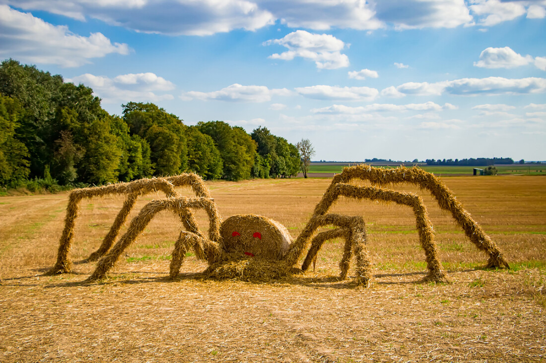 Tarantula Festival: Ένα φεστιβάλ για τους λάτρεις του Halloween